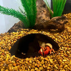 REEFSHAPE Aquarium or Terrarium Pocket Cave | Minimalist Shelter Cave for Fish, Shrimp, Reptiles, Amphibians, & More! | Made in USA