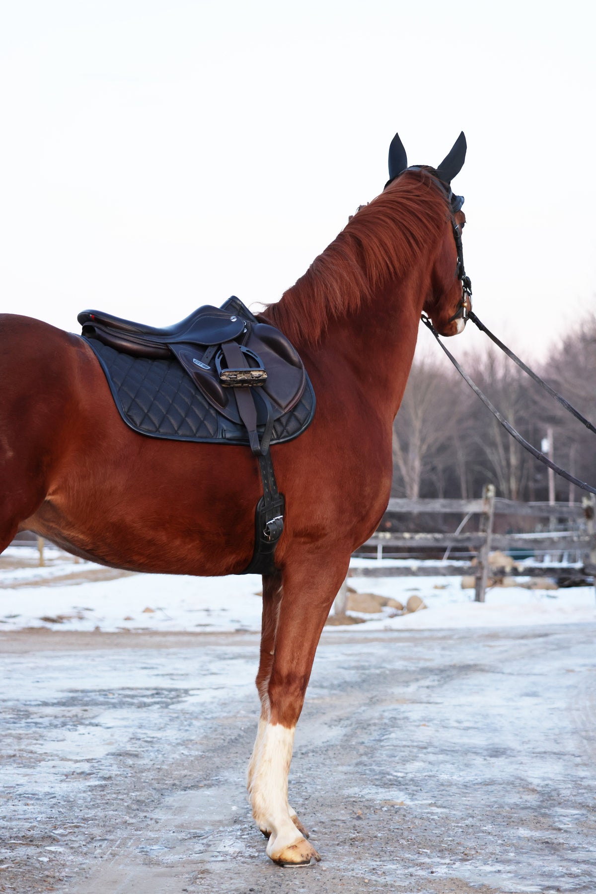 Jump Saddle Pad | Black Ice