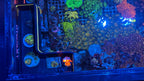 ClearView L – Rhino’s Reef Premium 3D-Printed Reef Accessory