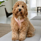 Powder Rose - Comfort Dog Harness
