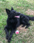 CAITEC Dog Toy Amazing Squeaker Ball Durable Floatable Springy Bite Resistant Best for Tossing Chasing Foraging Medium Large Dog