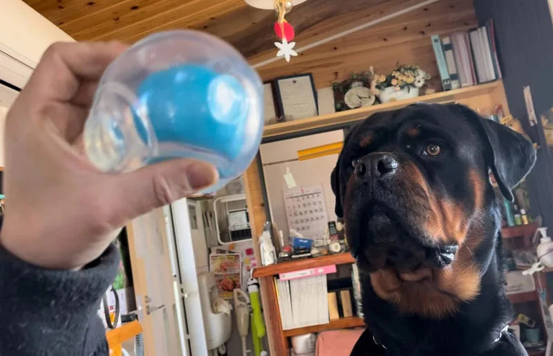 CAITEC Dog Toy Amazing Squeaker Ball Durable Floatable Springy Bite Resistant Best for Tossing Chasing Foraging Medium Large Dog