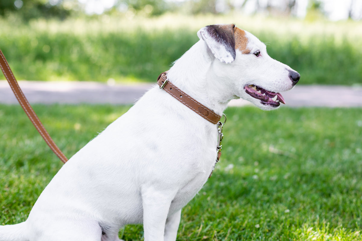 Pro Line Hunting Leather Collar and Leash Set