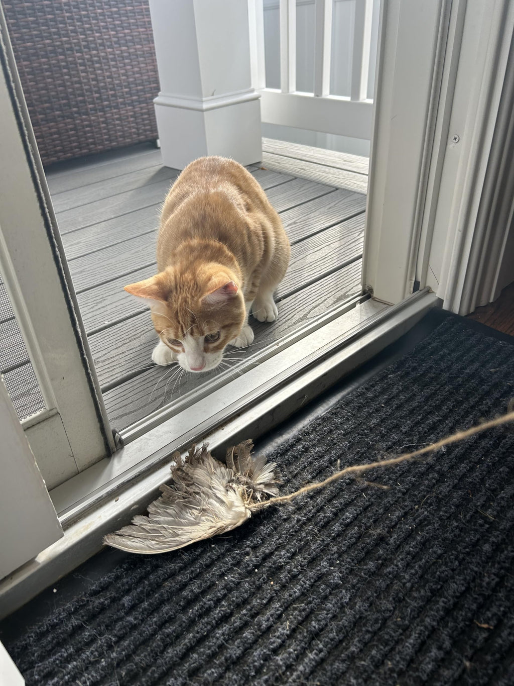 Wing on String Cat Toy - Real Bird Wing Dog Training Supplies & Accessories, Quail Wing Bird Scent Interactive Play for Cats, Hunting Dog Training Bird Retrieval Cat Trainer